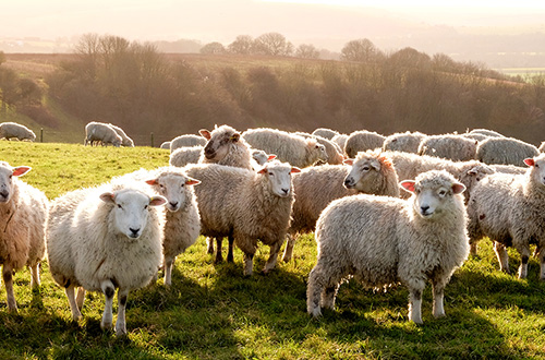 From fields to farm rents: the partial exemption pitfall